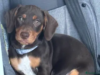 Miniature Dachshund dogs Miniature dachshund - Advert 1