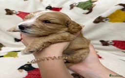 Cockapoo dogs for sale: Five Beautiful Cockerpoo Puppies  - Image 8