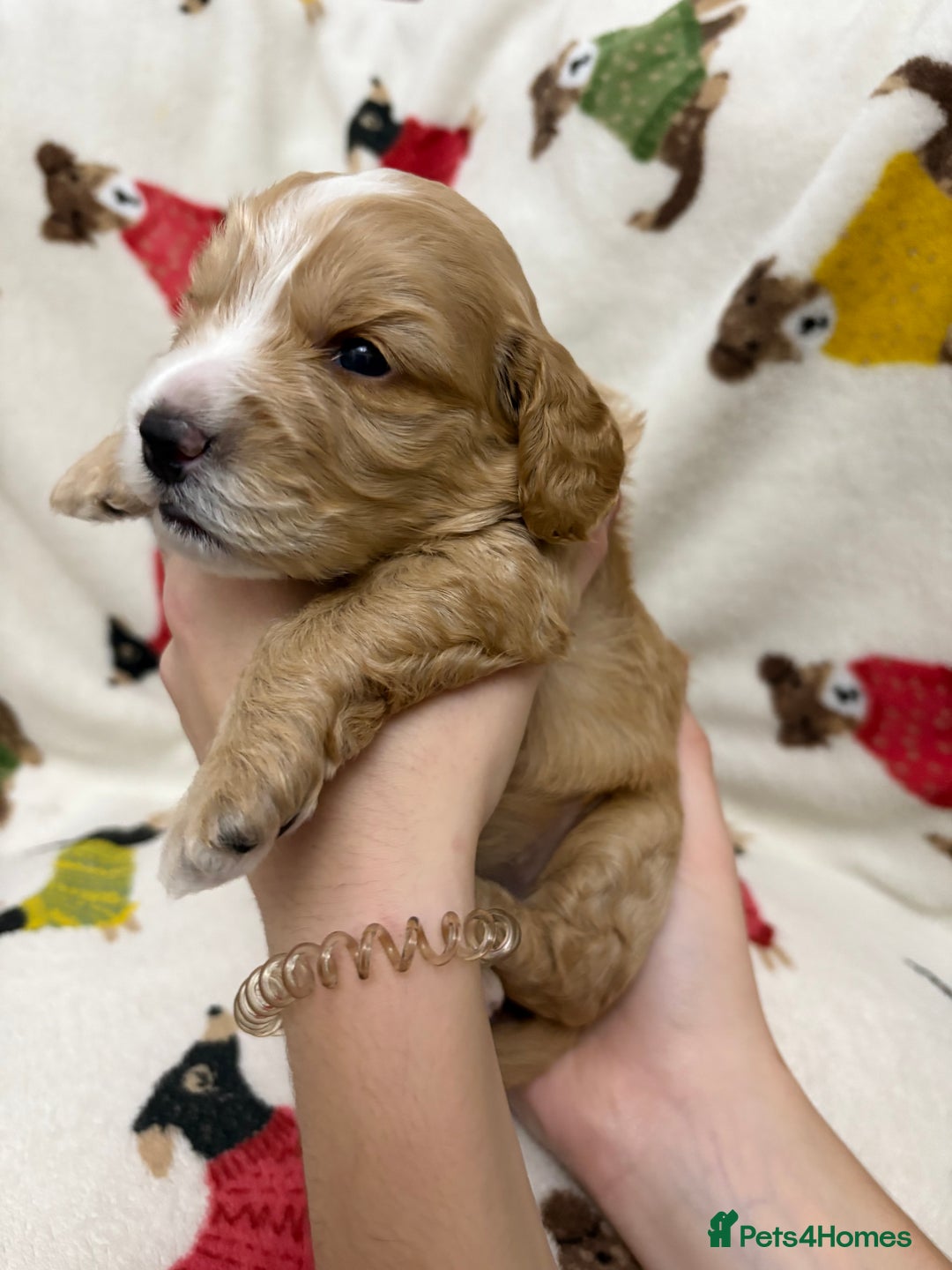 Cockapoo dogs for sale: Five Beautiful Cockerpoo Puppies  - Image 8