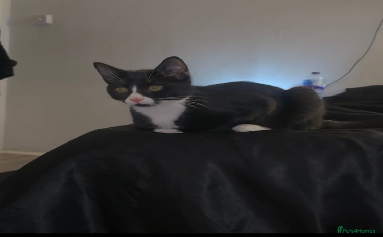 Mixed Breed cats - Advert 10