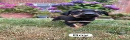 Australian Kelpie dogs for sale: Australian Kelpie Puppies - Advert 5