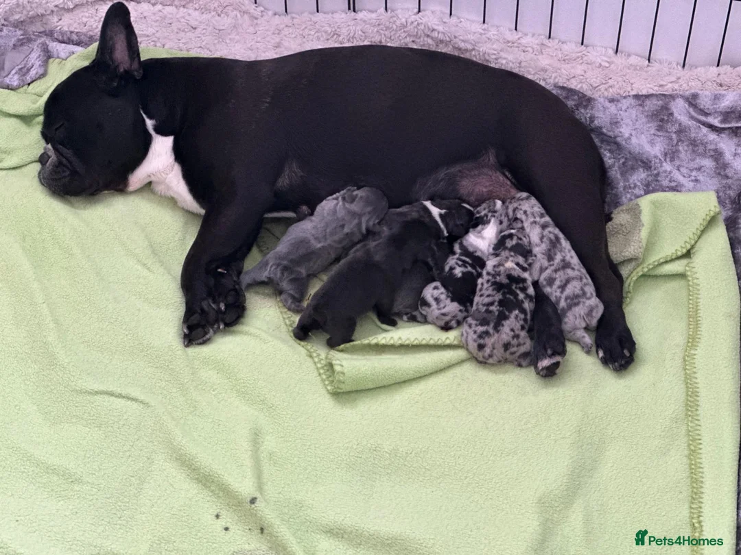 French Bulldog dogs for stud: ** RogueRoyales Zeus ** Fully Suited Lilac Merle  in Wolverhampton - Advert 26