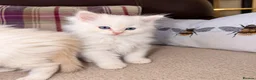 Ragdoll cats for sale: Beautiful Ragdoll Kittens  - Advert 3