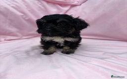 Cavapoo dogs for sale: Ready now Cavapoo puppies for sale  - Image 12