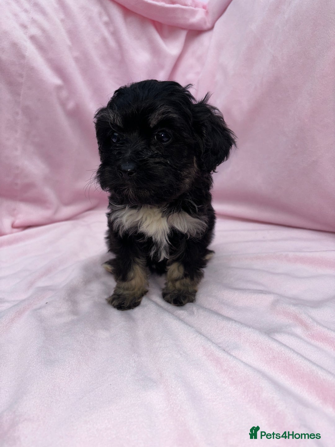 Cavapoo dogs for sale: Ready now Cavapoo puppies for sale  - Image 12
