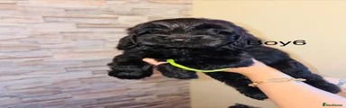 Cavapoo 5