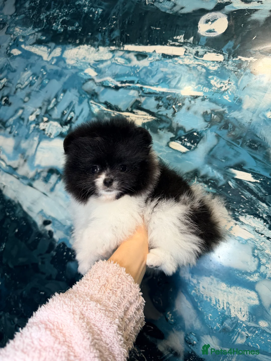 Pomeranian dogs for sale: Party color Pomeranian boy like a panda bear - Advert 18