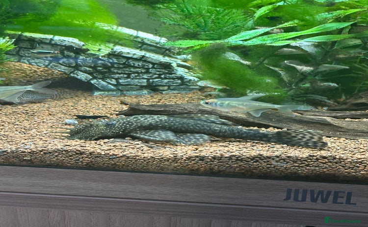Plecos fish - Advert 1