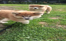 Japanese Akita Inu dogs for sale: Longcoat Japanese Akita Inu - Image 4
