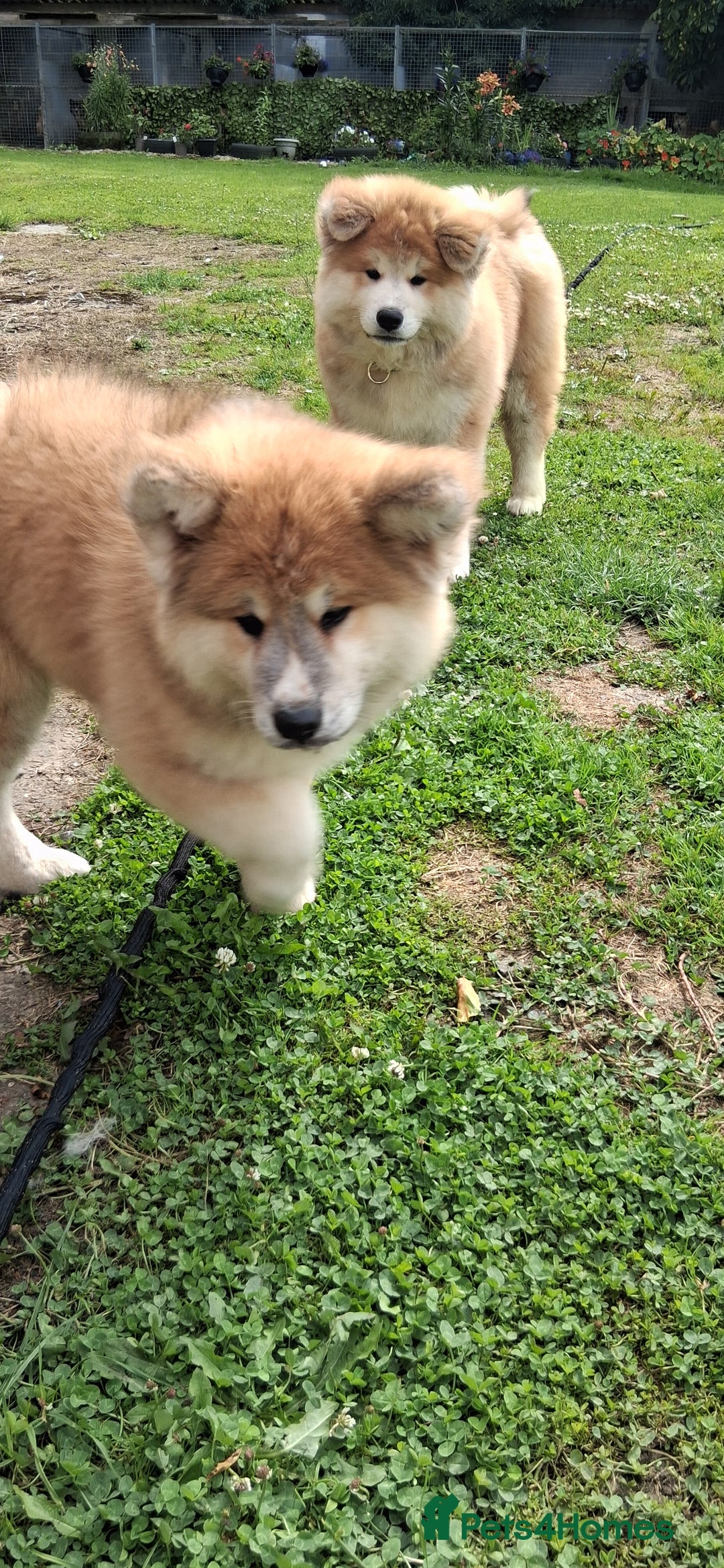 Japanese Akita Inu dogs for sale: Longcoat Japanese Akita Inu - Image 4