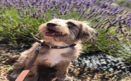 Mixed Breed dogs for sale: Luna - 3yrs old  - Image 2