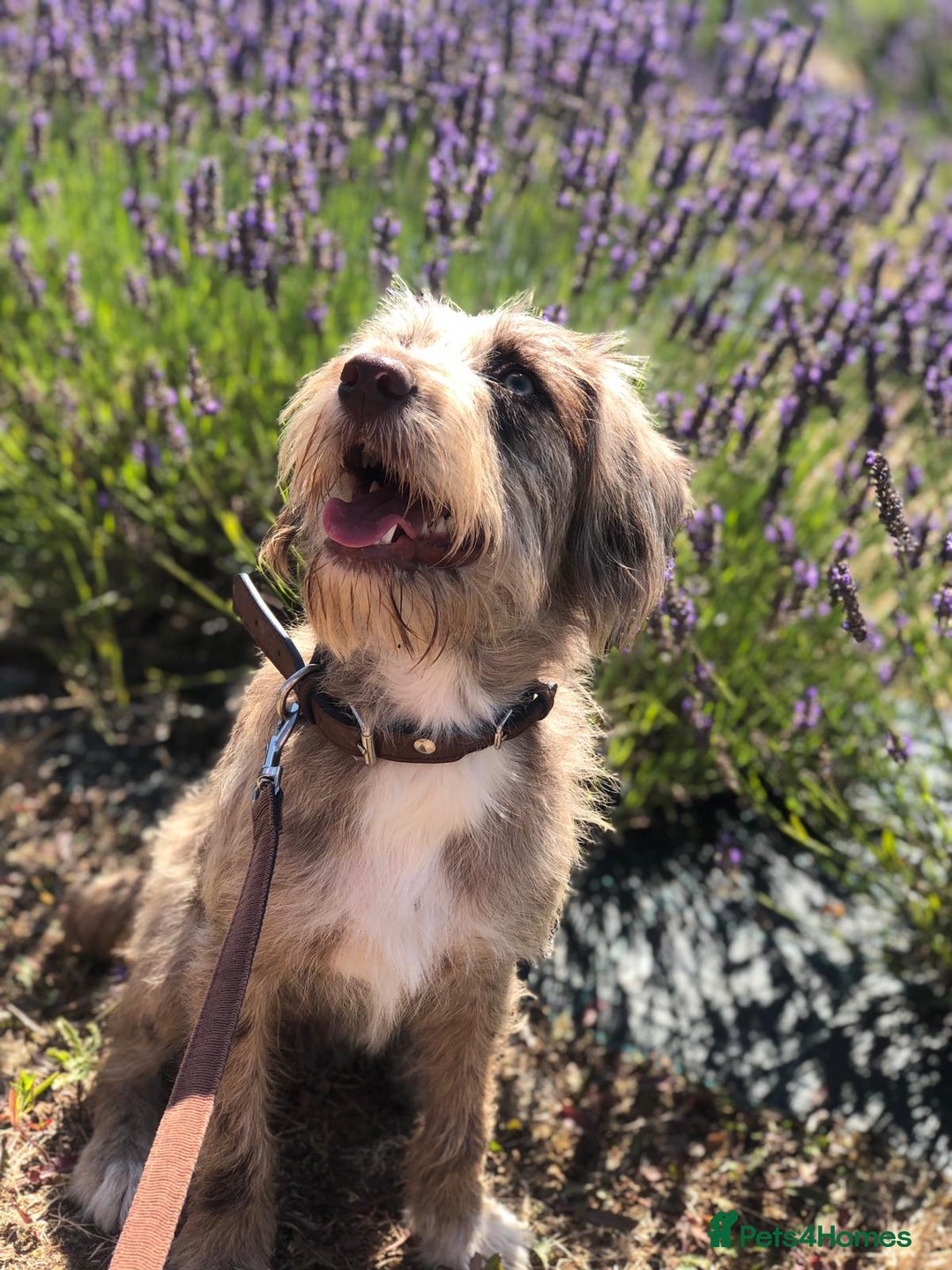 Mixed Breed dogs for sale: Luna - 3yrs old  - Image 2