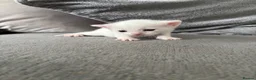 Mixed Breed cats for sale: Pure white male Turkish Angora/Domestic Short Hair - Advert 14