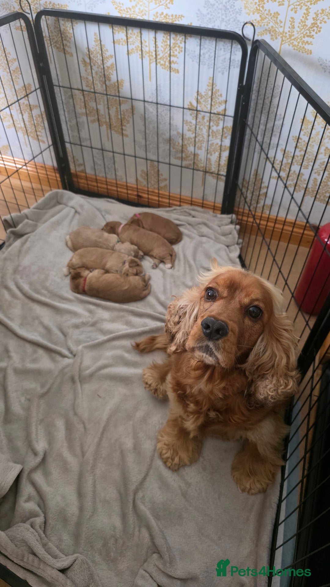 Cockapoo dogs for sale: Cockapoo puppies  - Image 5