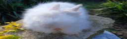 Lionhead rabbits for sale: Stunning DM Lionhead baby rabbit  - Advert 5