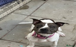 Mixed Breed dogs for sale: Female dog  - Image 7
