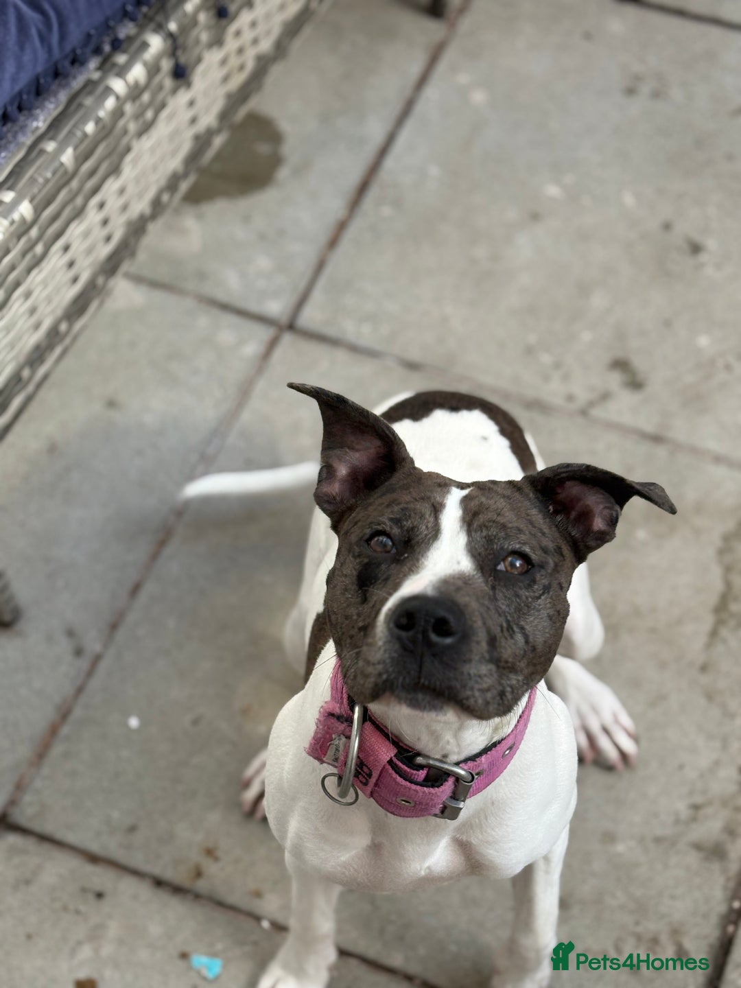 Mixed Breed dogs for sale: Female dog  - Image 7