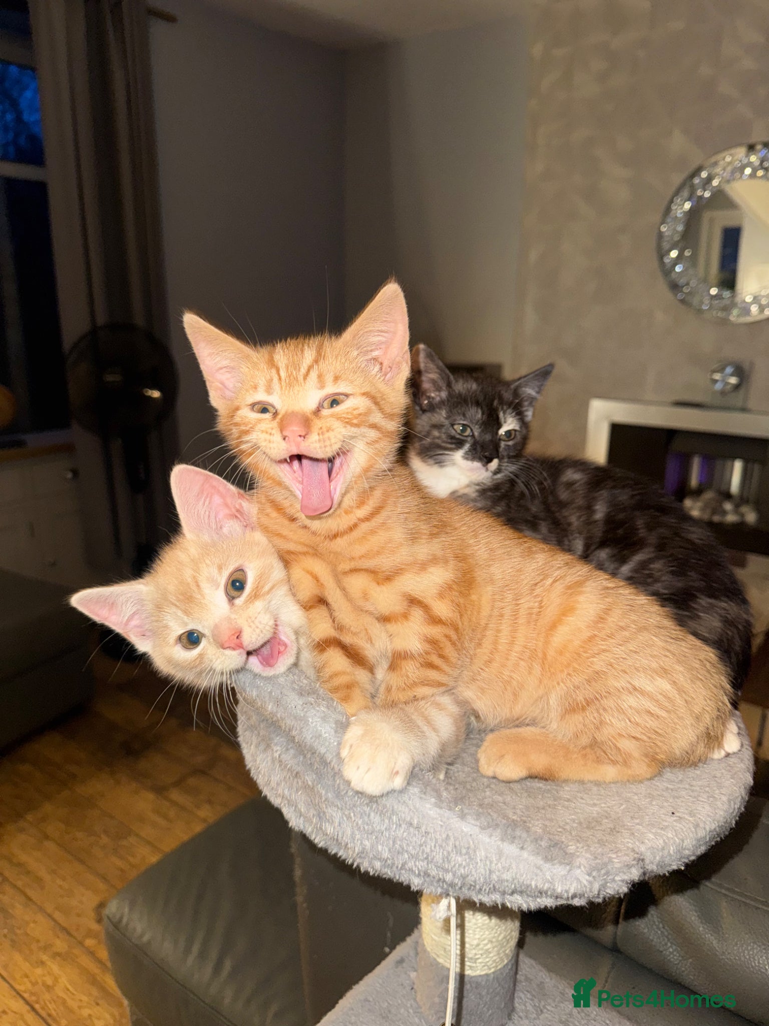 Mixed Breed cats Adorable, Affectionate Kittens - Advert 20