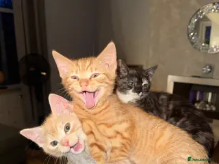 Mixed Breed cats Adorable, Affectionate Kittens - Advert 20