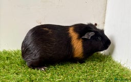 Guinea Pig rodents for sale: Super calm and friendly female guinea pigs  - Image 18
