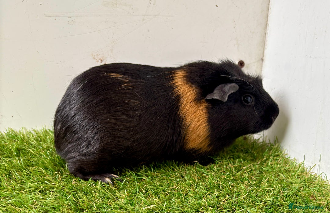 Guinea Pig rodents for sale: Super calm and friendly female guinea pigs  - Image 18