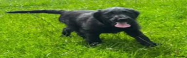 Mixed Breed 3