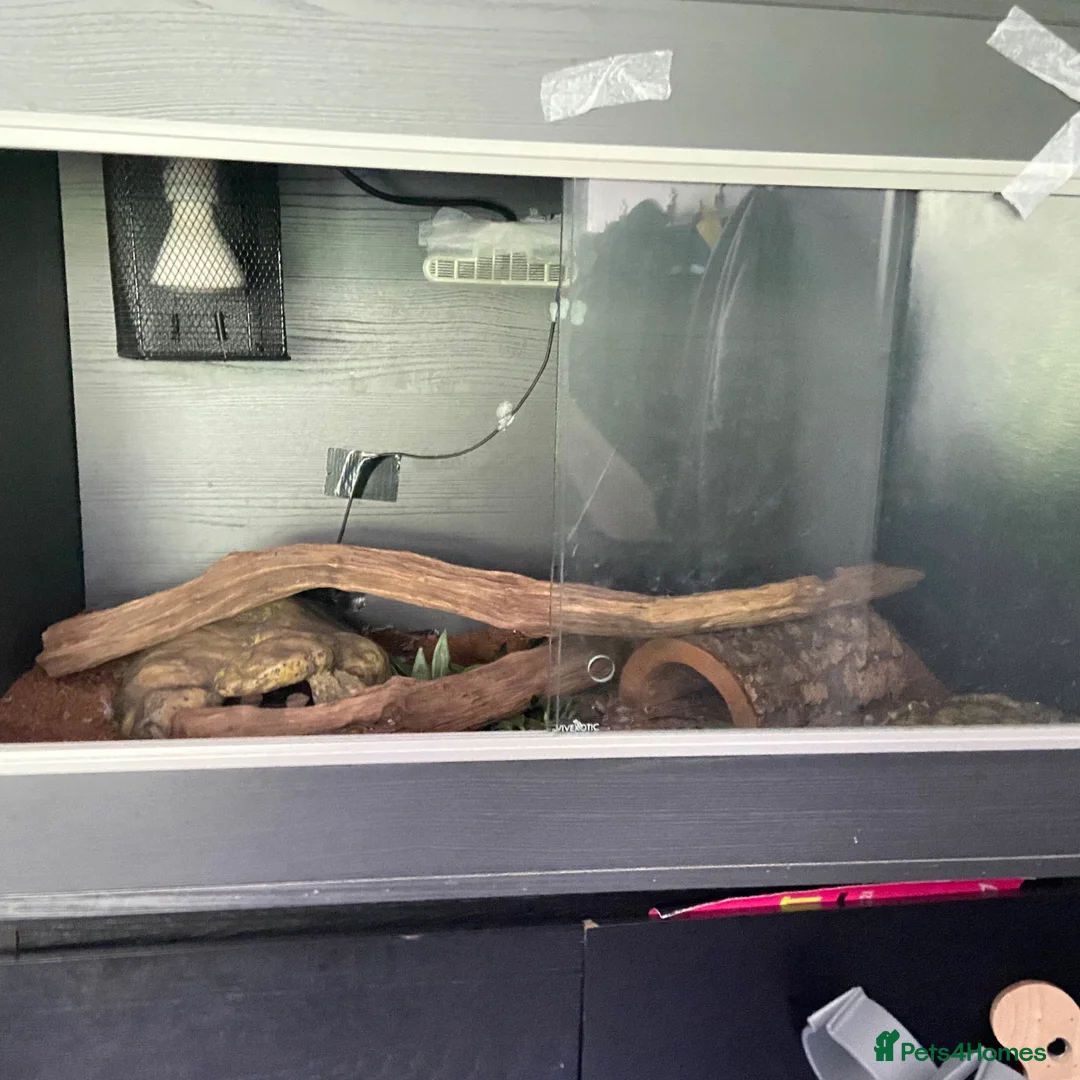 Python Snake reptiles for sale: Ball python for sale in Paignton - Advert 2