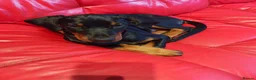 Dobermann dogs for sale: KC registered puppies  - Advert 4
