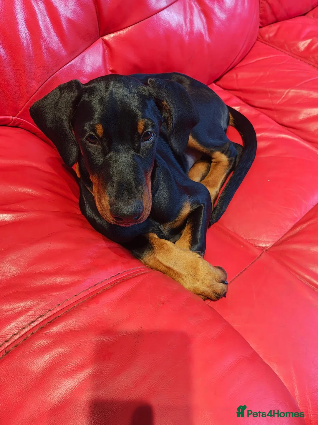 Dobermann dogs for sale: KC registered puppies  - Advert 4