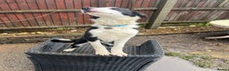 Border Collie dogs for sale: Alex is looking for his forever home  - Advert 2