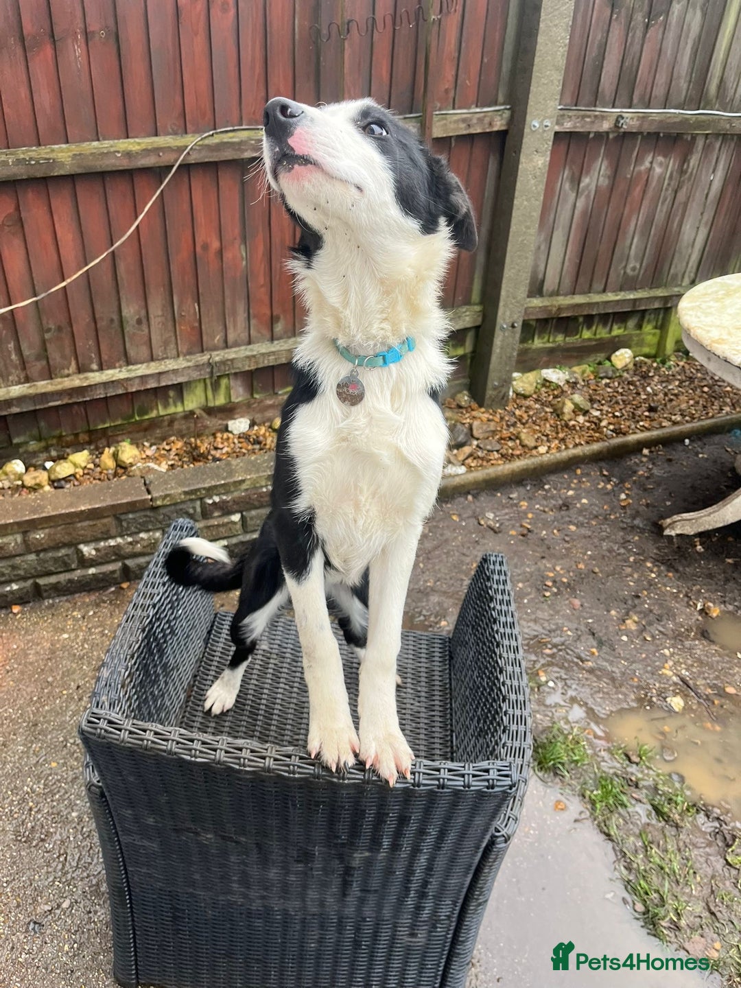 Border Collie dogs for sale: Alex is looking for his forever home  - Advert 2