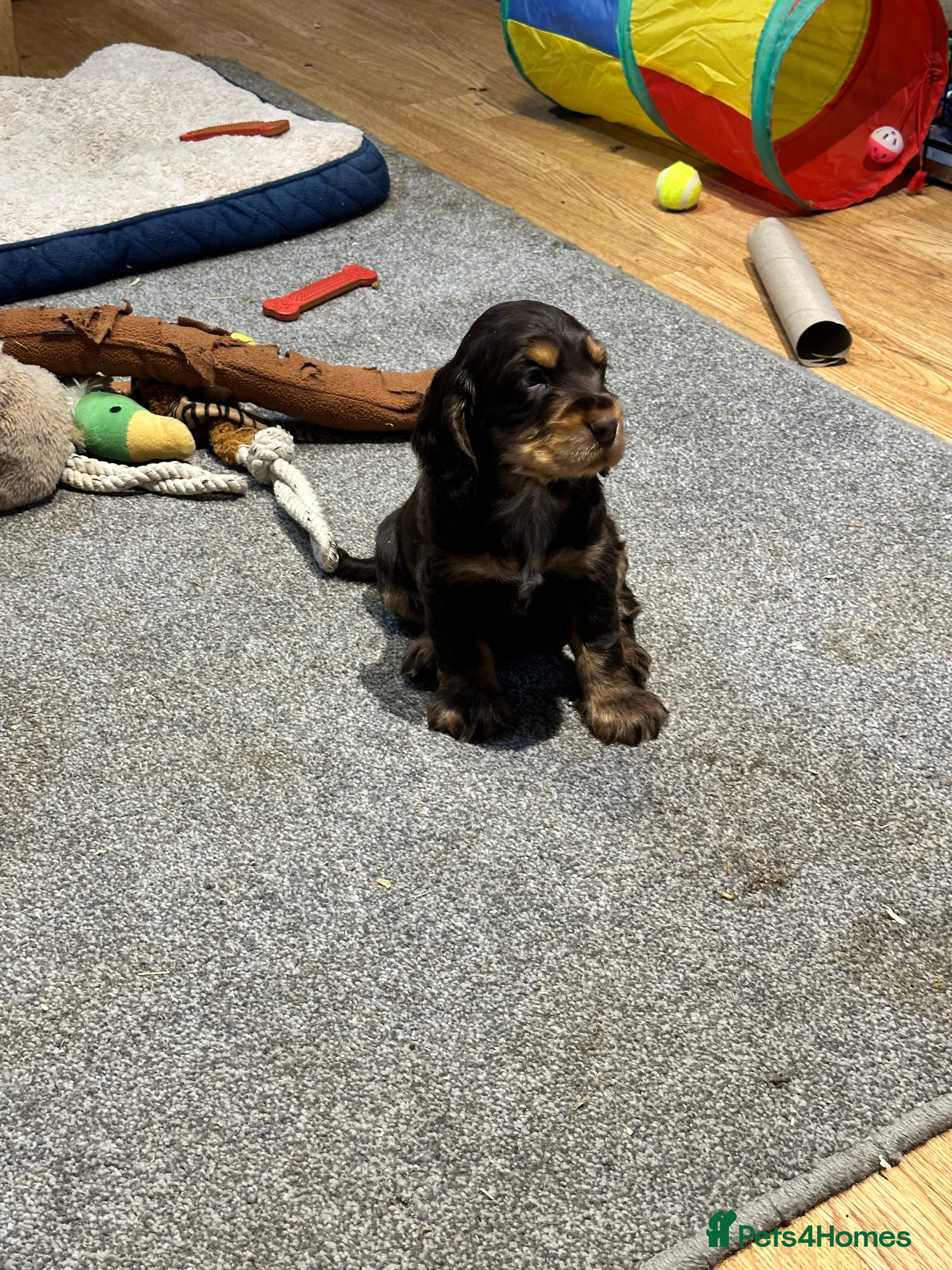 Cocker Spaniel dogs Handsome Choc+tan boy - Advert 11