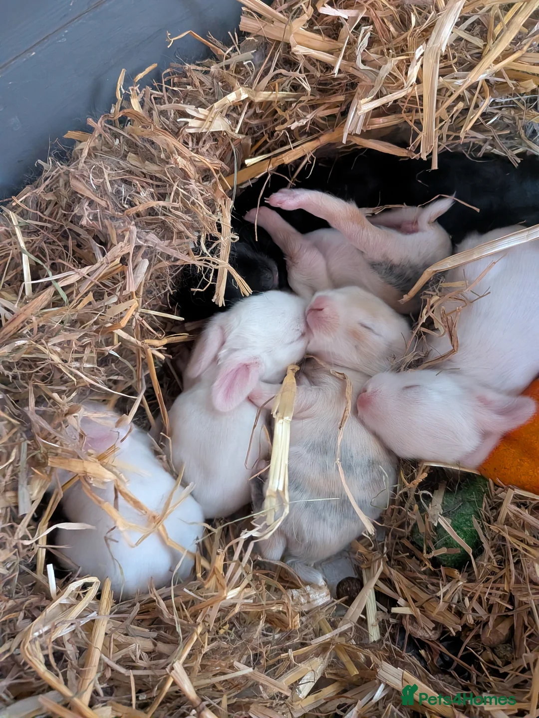 Mixed Breed rabbits for sale: 7 Neverland dwarf rabbits cross lop - Advert 1