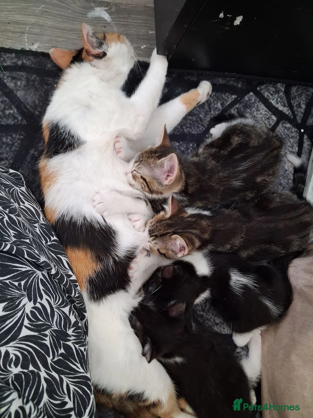 Mixed Breed cats for sale: Kittens  - Advert 1