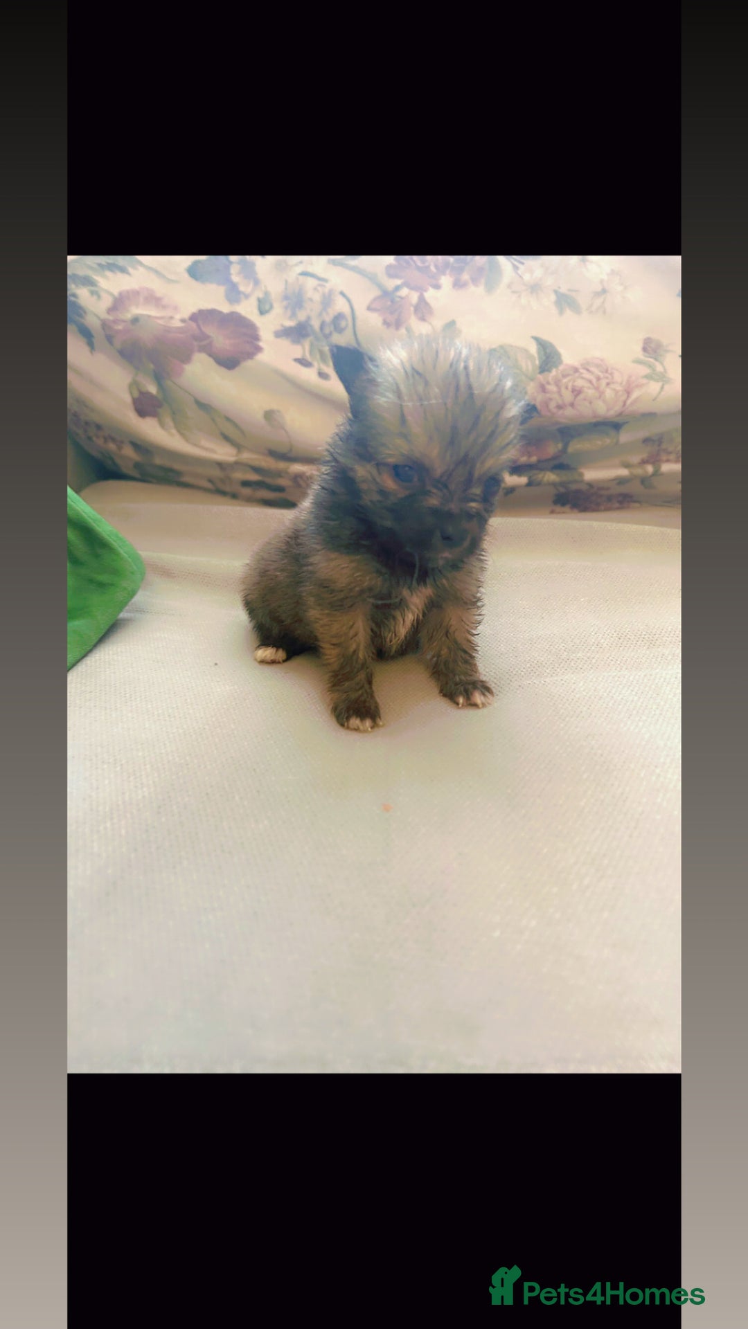 Pomchi dogs for sale: Pomchi puppie for sale - Image 18