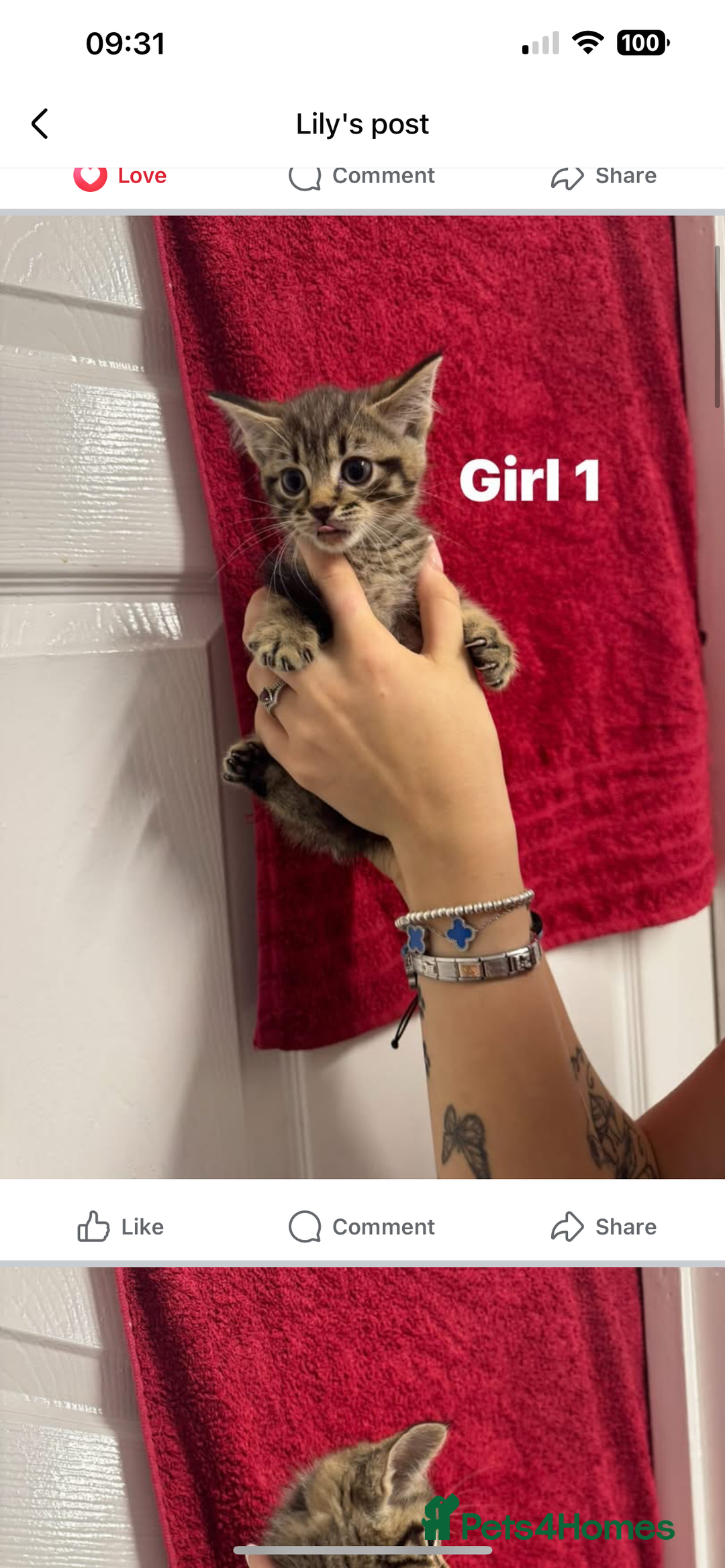 Tibetan cats for sale: 4 female kittens ready for new homes - Image 9