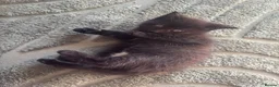 Maine Coon cats for sale: 1/2 Maine coon kittens - Advert 2