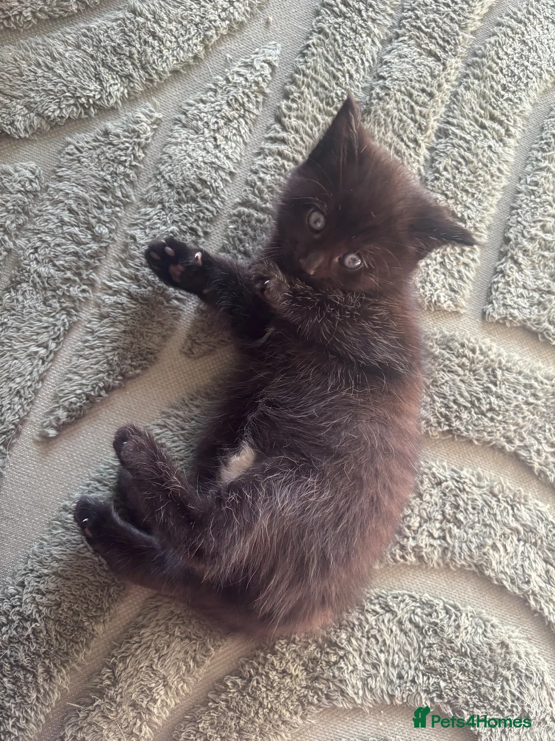 Maine Coon cats for sale: 1/2 Maine coon kittens - Advert 2