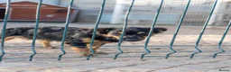 Mixed Breed dogs for adoption: Funny little Fizzy - Advert 15