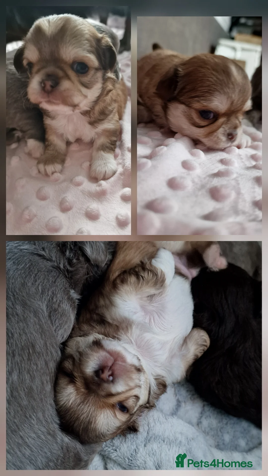 Chihuahua dogs for sale: Beautiful Chihuahua Puppies  - Advert 25