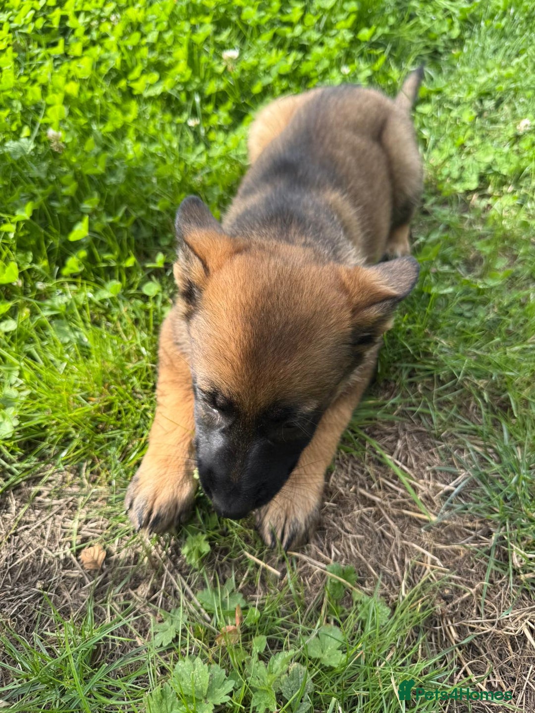 German Shepherd dogs for sale: Germany 🇩🇪 shepherd puppies dogs 🐕 big boned - Image 19