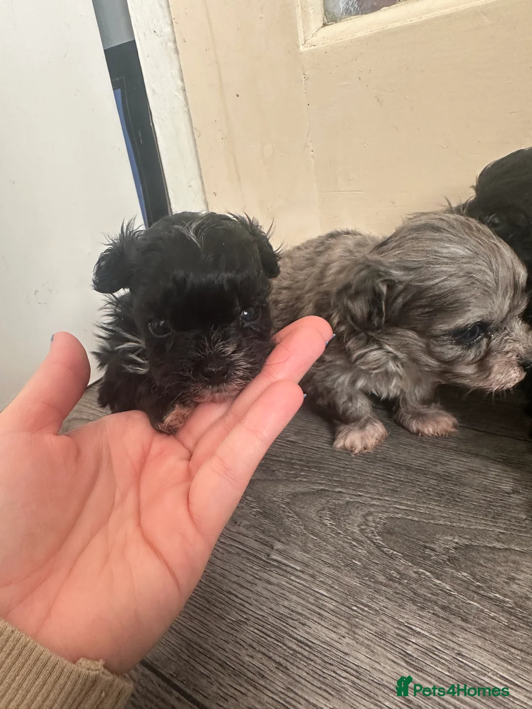 Maltipoo dogs for sale: F1 Toy Maltipoos - Advert 12