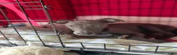 Whippet dogs for sale: Whippet Puppy  in Southampton - Advert 4