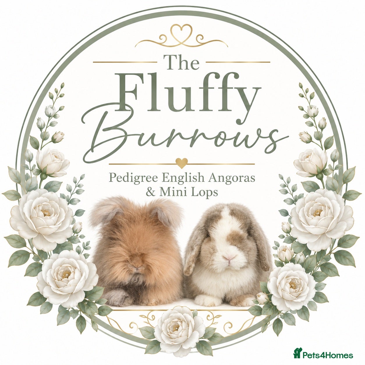 Angora rabbits Vaccinated Angoras - Ready Now - Advert 5