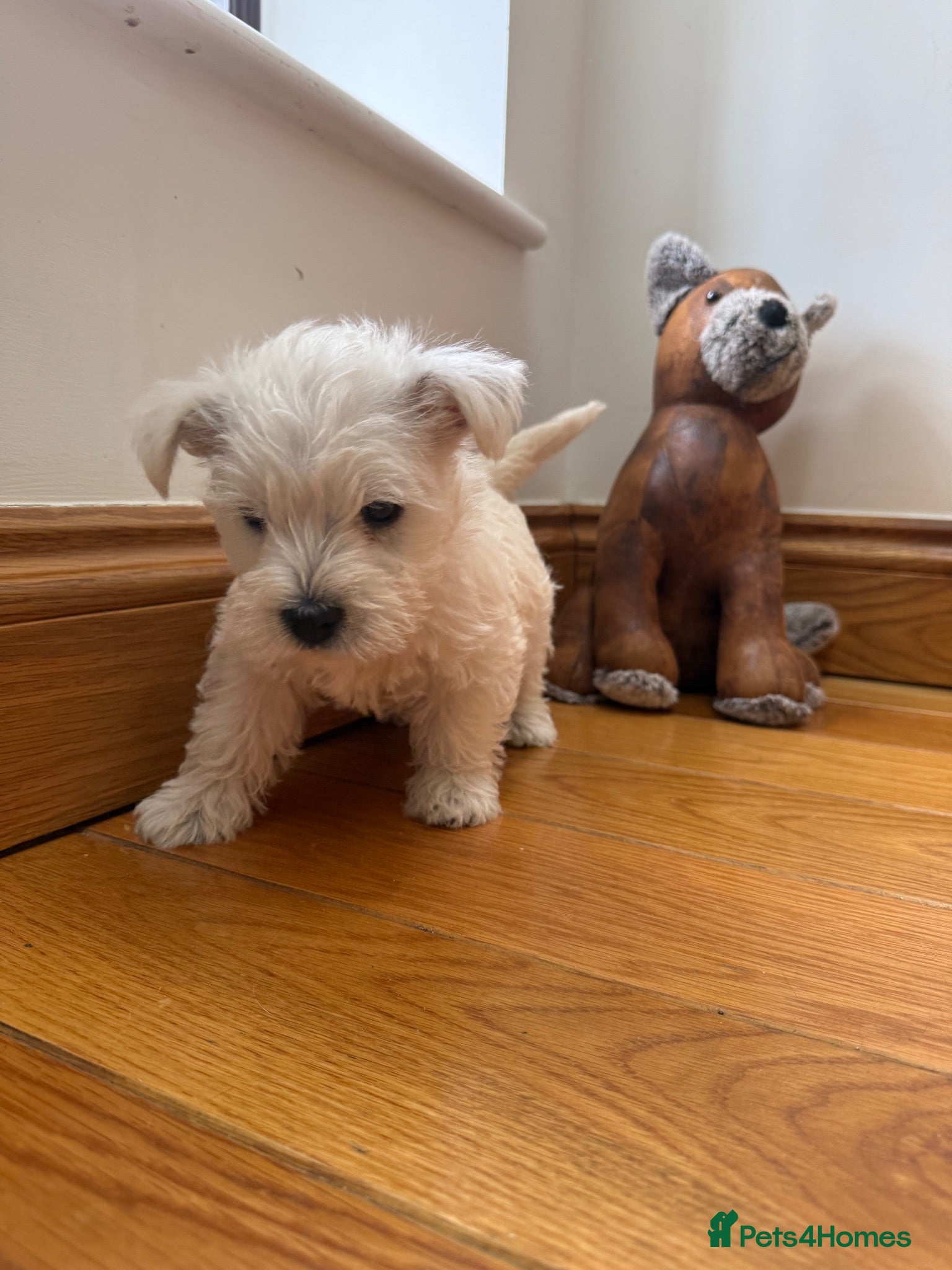 West Highland Terrier dogs READY NOW KC REGISTERED GIRL  - Advert 2