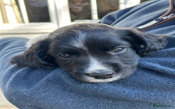 English Springer Spaniel dogs for sale: KC Reg English Springer Spaniel puppies - Image 14