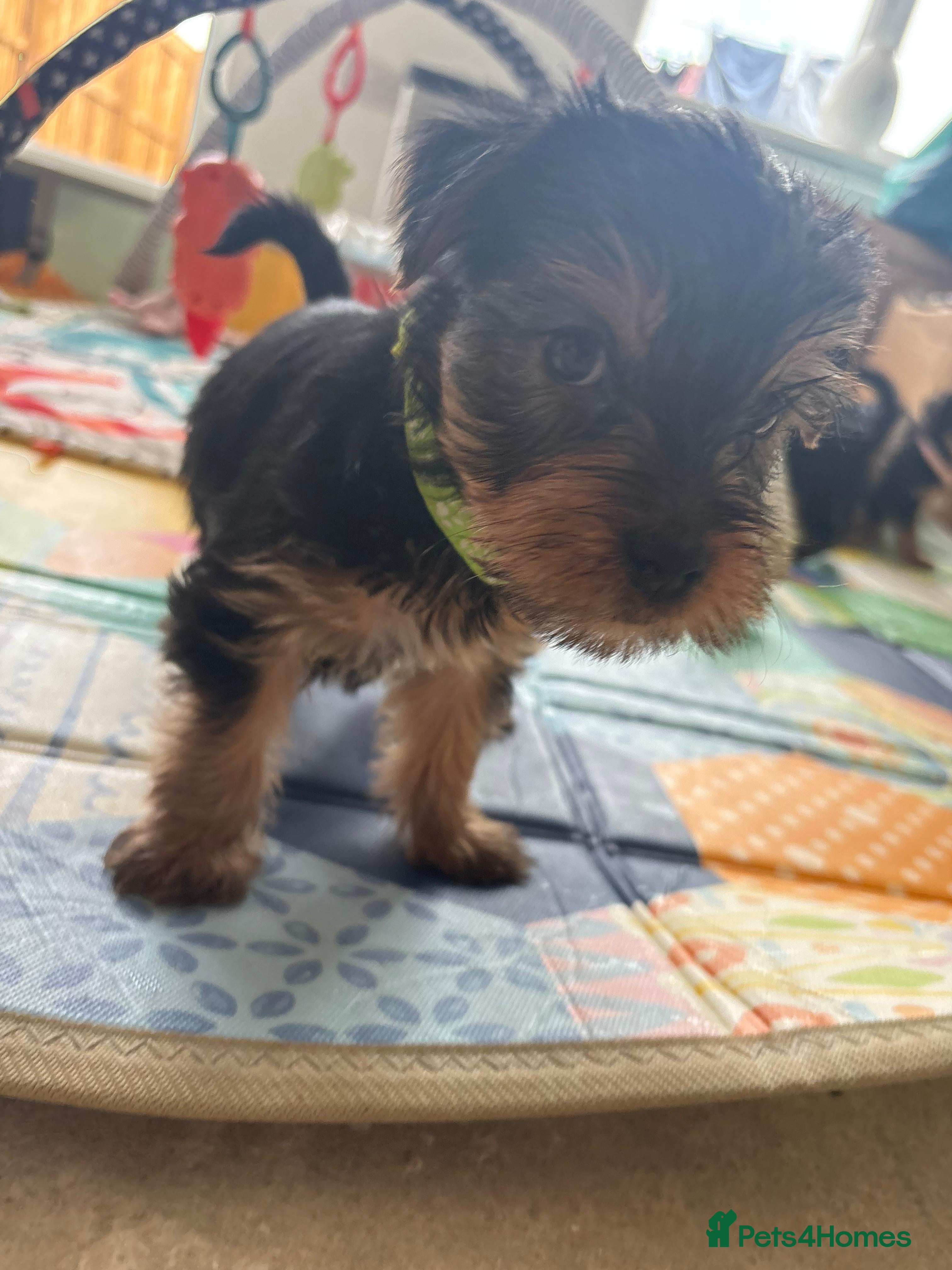 Yorkshire Terrier dogs Yorkshire terrier puppies  - Advert 2
