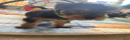 Yorkshire Terrier dogs for sale: Yorkshire terrier puppies  - Advert 8