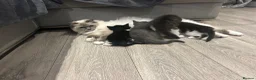 Ragdoll cats for sale: 3 x 1/2 Ragdoll Kittens  in Lancing - Advert 10