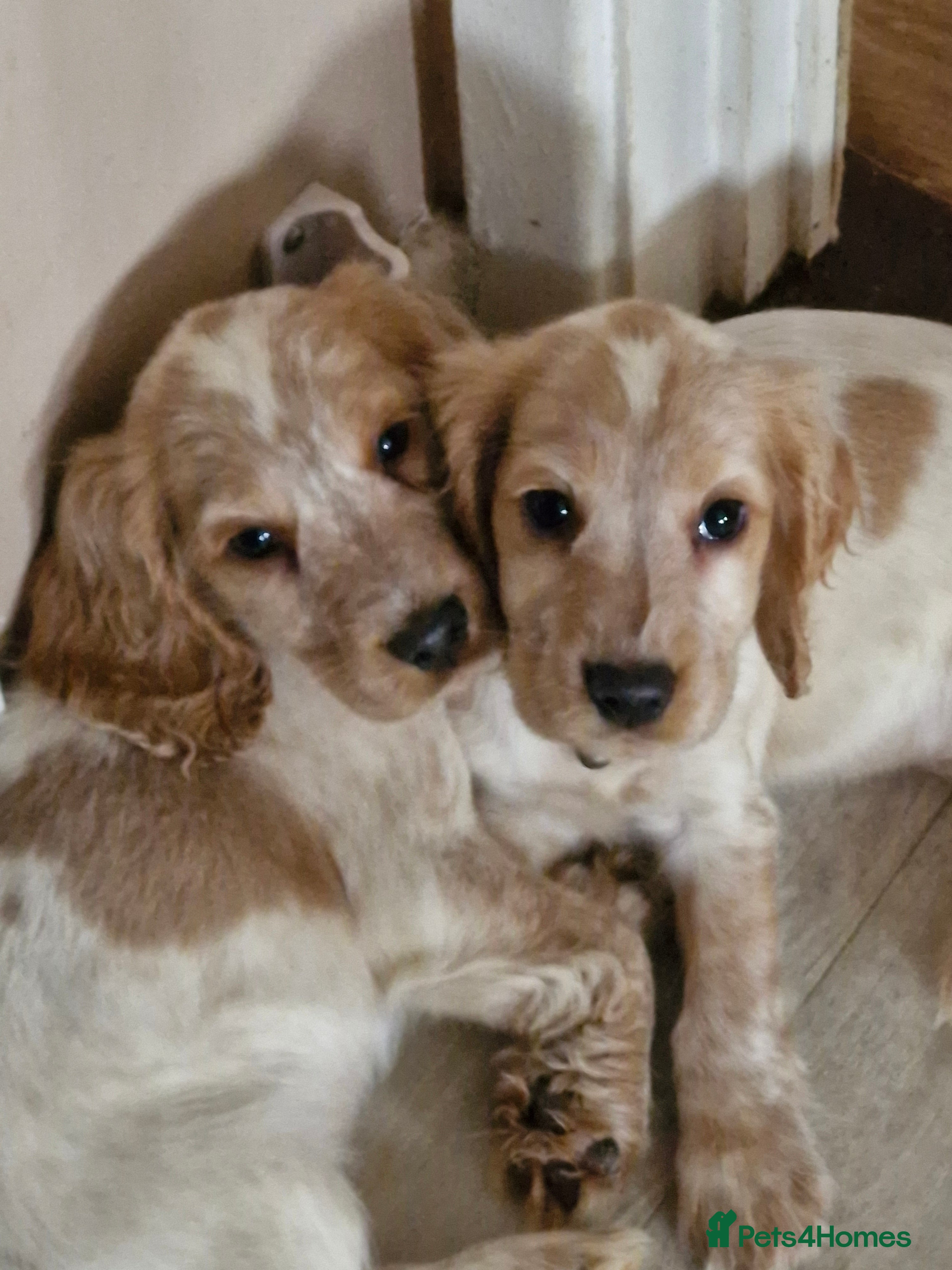 Cocker Spaniel dogs KC REGISTERED COCKER SPANIELS - Advert 7